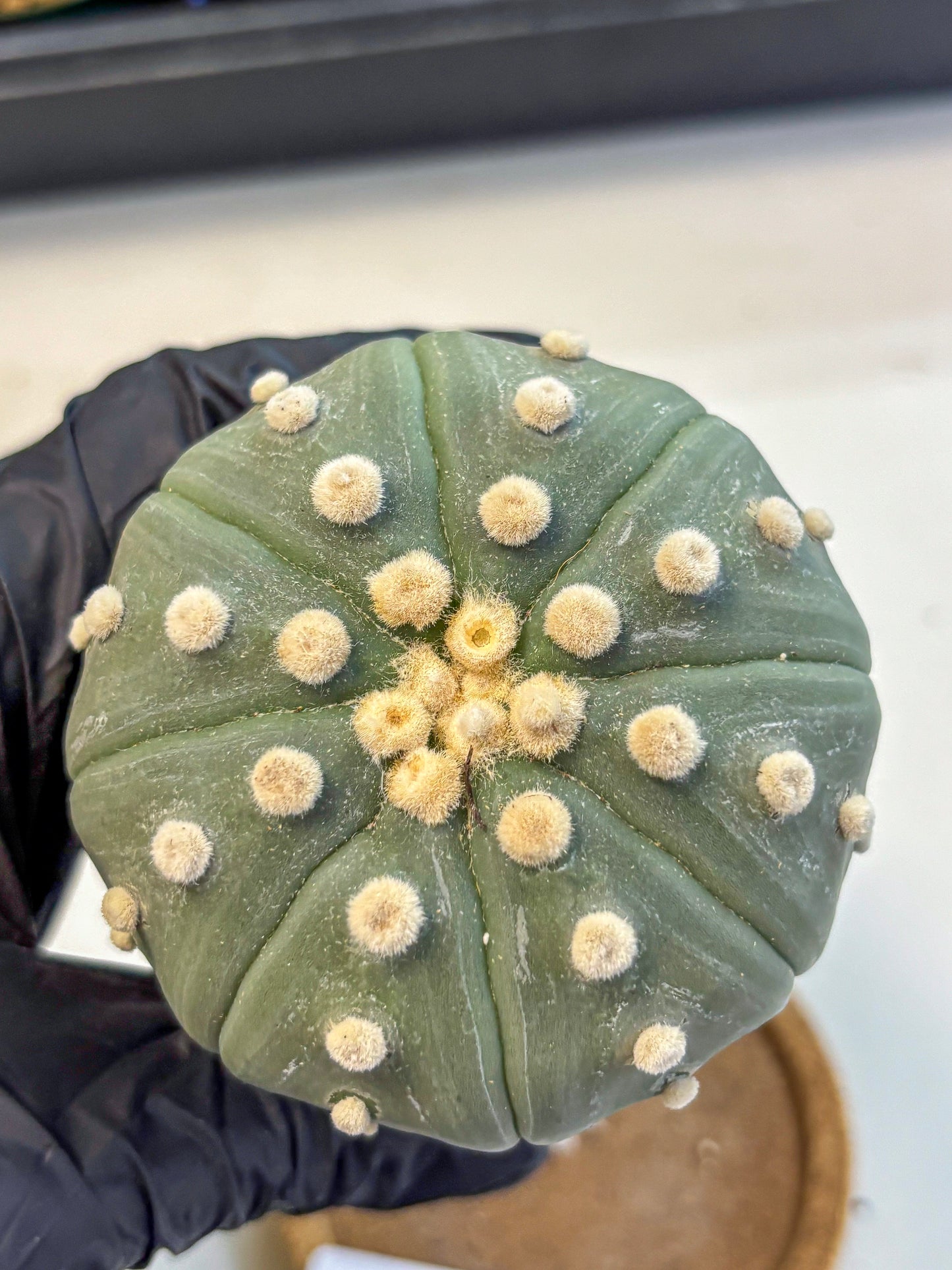 Astrophytum Oobito Nudum (at9) (17) | Cactus Plant