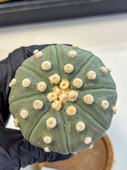 Astrophytum Oobito Nudum (at9) (17) | Cactus Plant