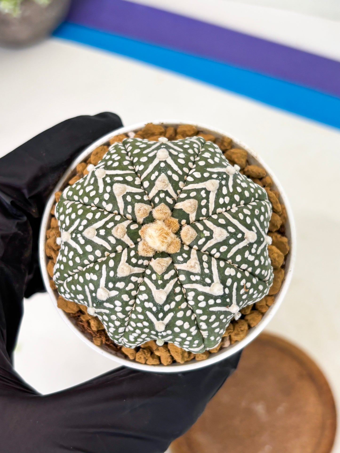 Astrophytum Star Shape (at2) (g4) | Japanese Import