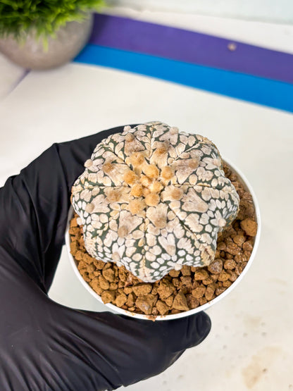 Astrophytum V-Type (at5) (y7) | Rare imported Plant