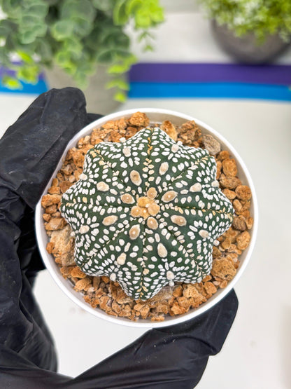 Astrophytum Star Shape (t3) (r7) | 3" Pot