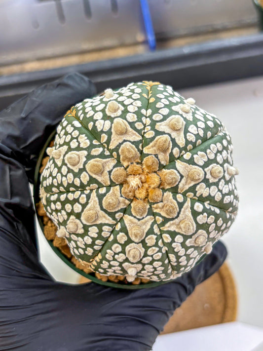 Astrophytum V Type (at2) (17) | Live Plant | Rare Collection