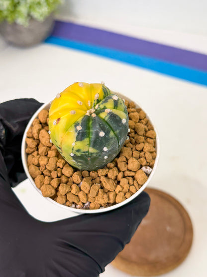 Astrophytum Var (at1) (r2) | From Taiwan
