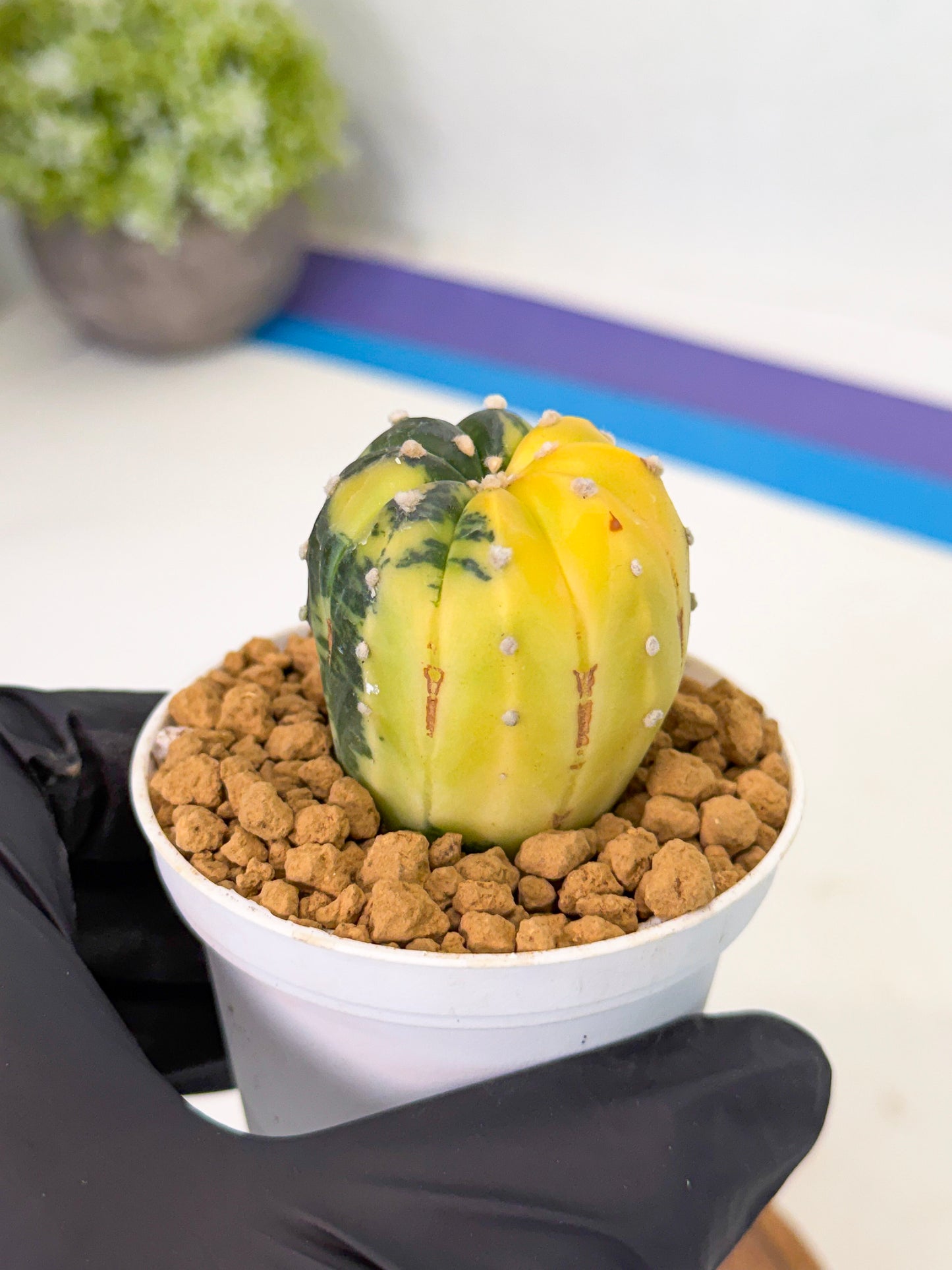 Astrophytum Var (at1) (r2) | From Taiwan