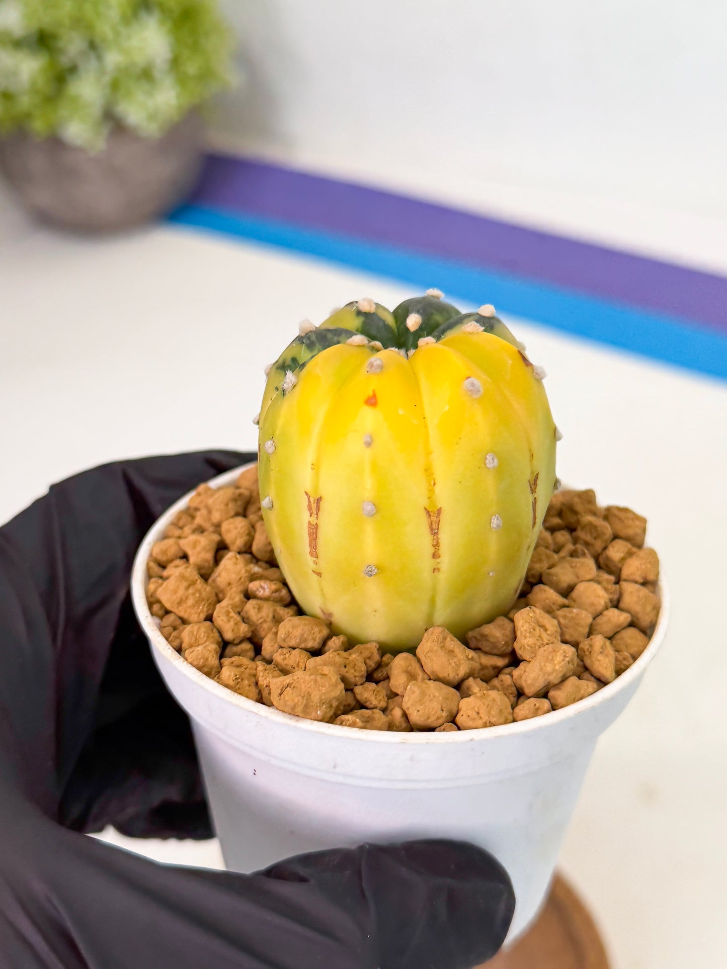 Astrophytum Var (at1) (r2) | From Taiwan