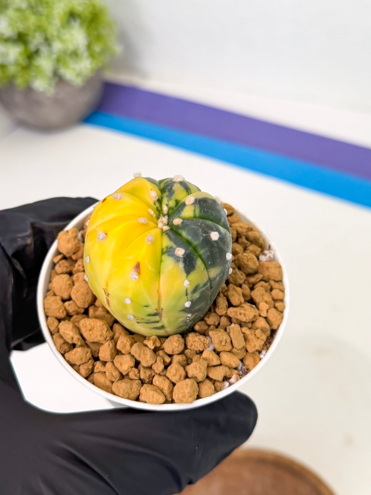 Astrophytum Var (at1) (r2) | From Taiwan