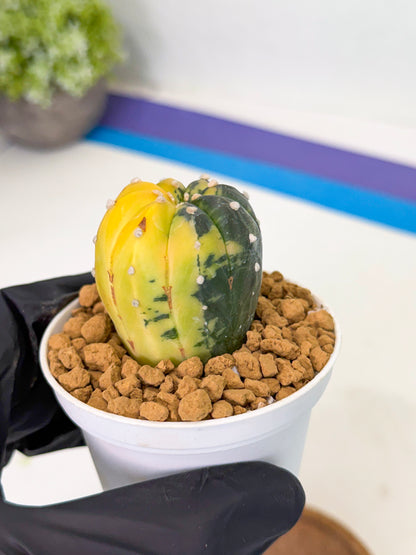 Astrophytum Var (at1) (r2) | From Taiwan