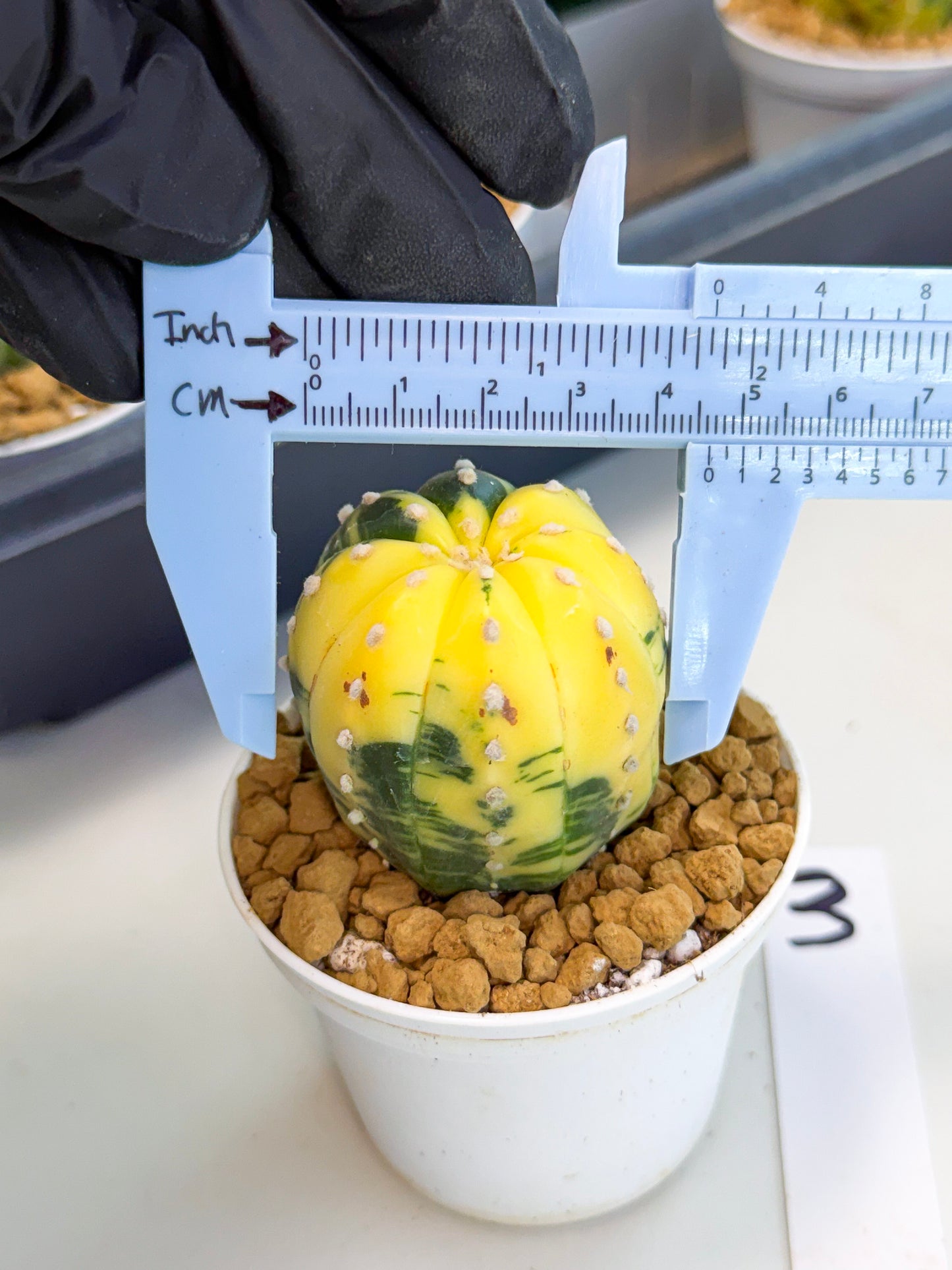 Astrophytum Var (at1) (r3) | From Taiwan