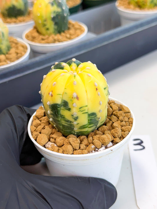 Astrophytum Var (at1) (r3) | From Taiwan