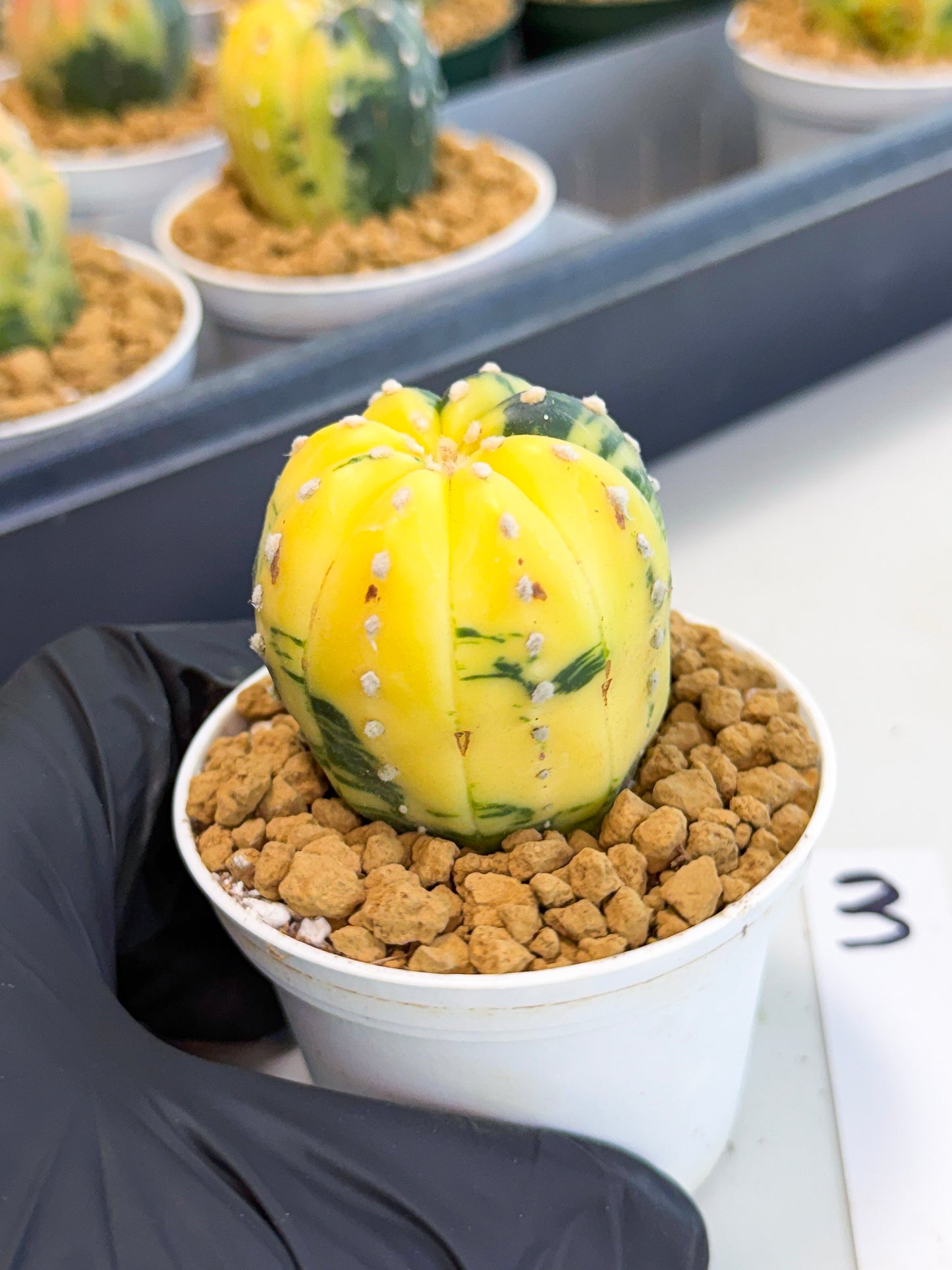 Astrophytum Var (at1) (r3) | From Taiwan
