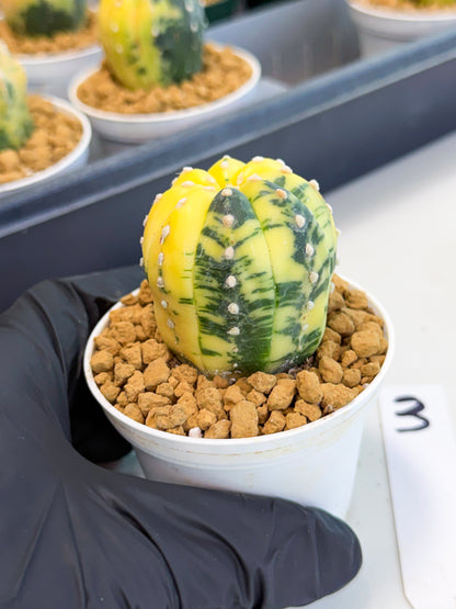 Astrophytum Var (at1) (r3) | From Taiwan
