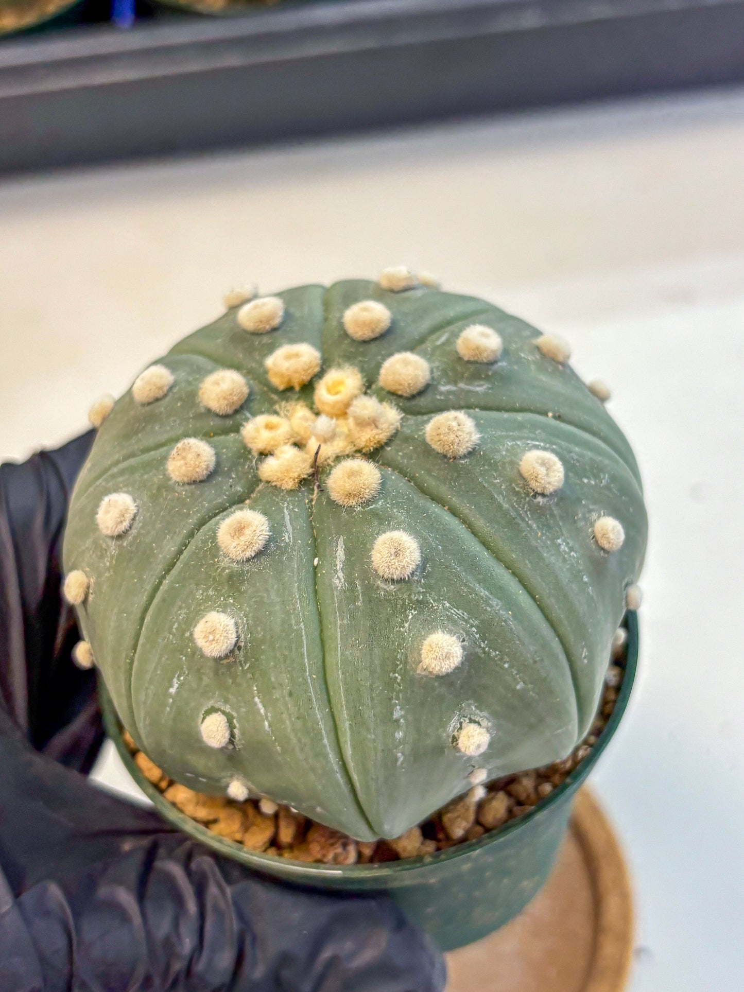 Astrophytum Oobito Nudum (at9) (17) | Cactus Plant