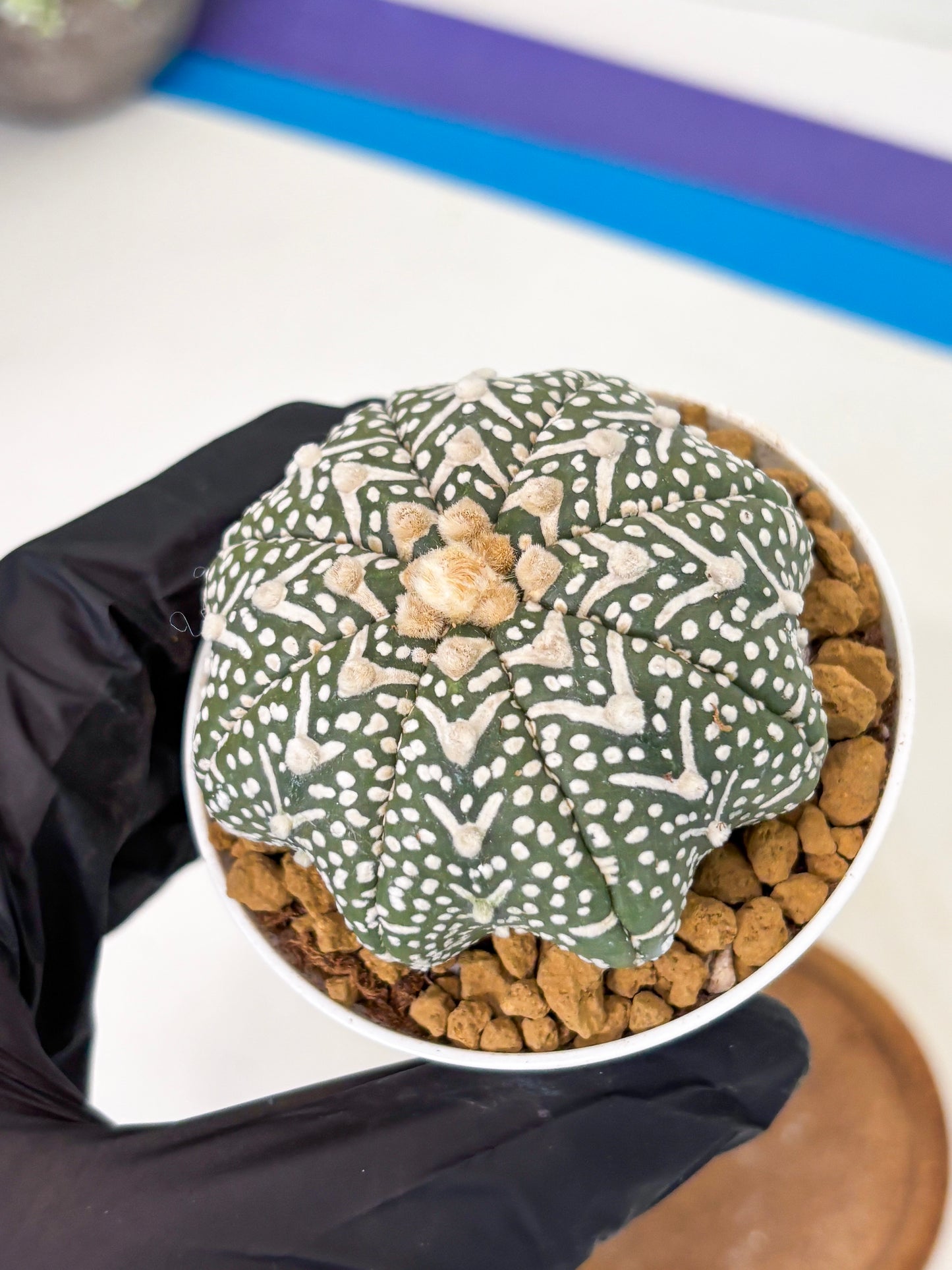 Astrophytum Star Shape (at2) (g4) | Japanese Import