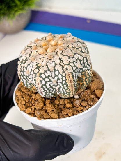 Astrophytum V-Type (at5) (y7) | Rare imported Plant