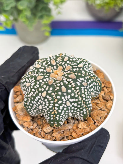 Astrophytum Star Shape (t3) (r7) | 3" Pot