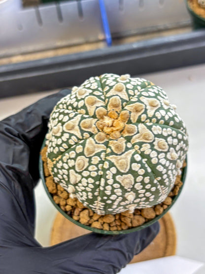 Astrophytum V Type (at2) (17) | Live Plant | Rare Collection
