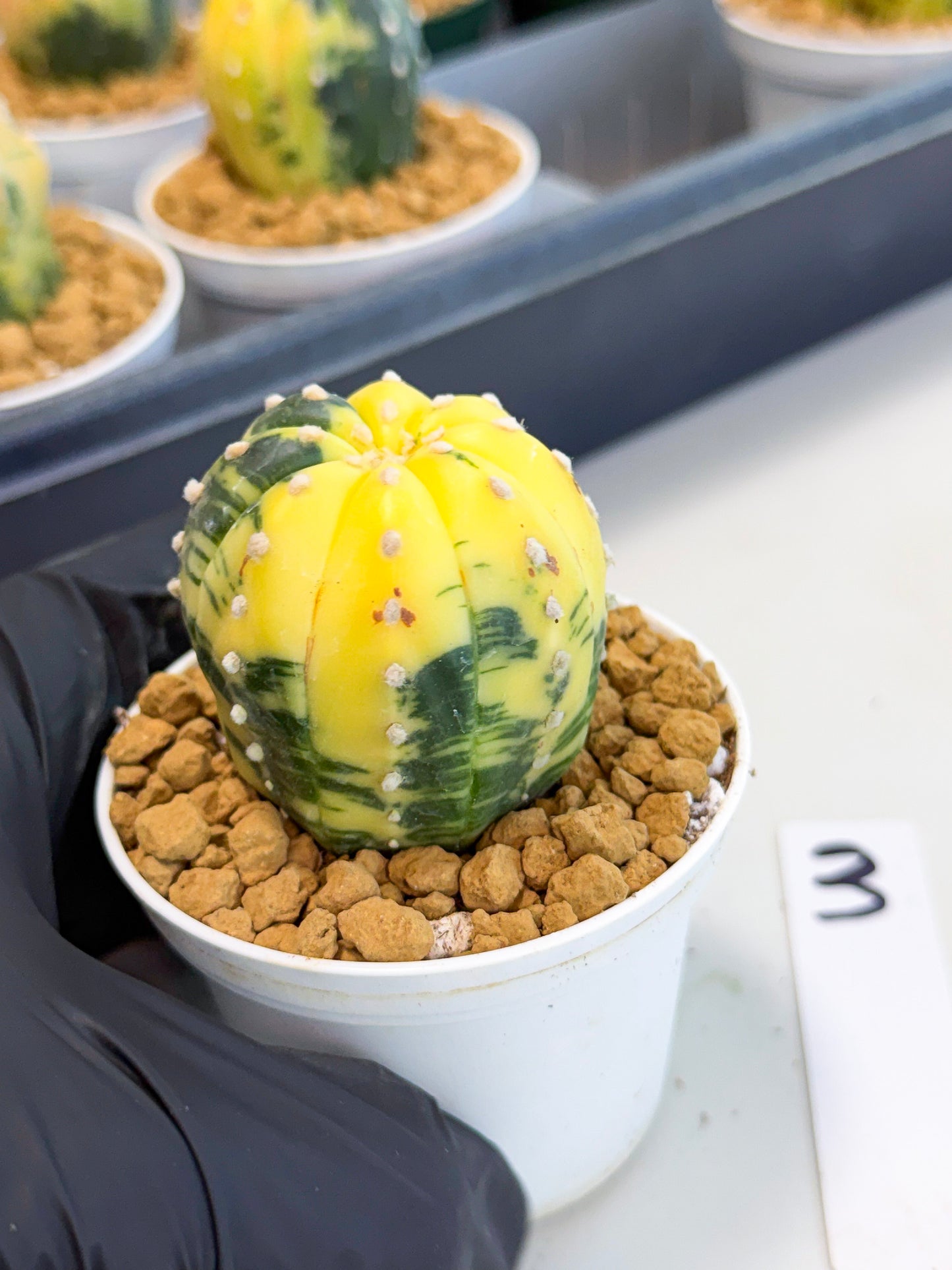 Astrophytum Var (at1) (r3) | From Taiwan