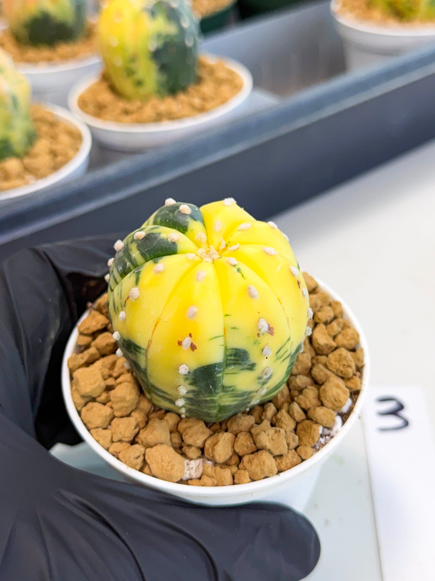Astrophytum Var (at1) (r3) | From Taiwan