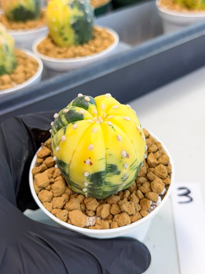 Astrophytum Var (at1) (r3) | From Taiwan