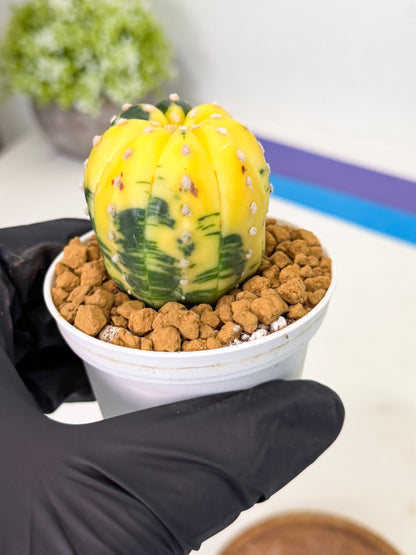 Astrophytum Var (at1) (r3) | From Taiwan