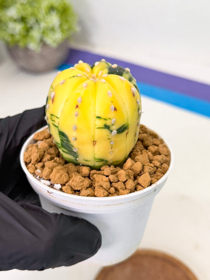 Astrophytum Var (at1) (r3) | From Taiwan