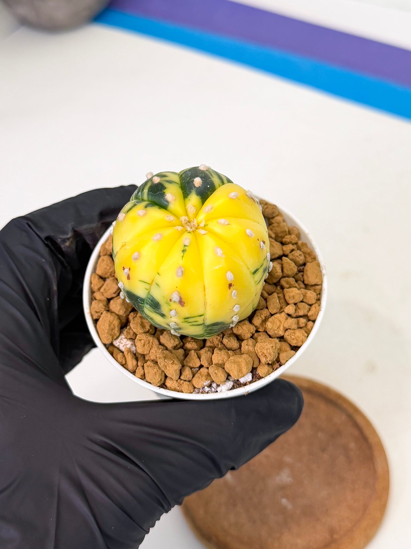 Astrophytum Var (at1) (r3) | From Taiwan