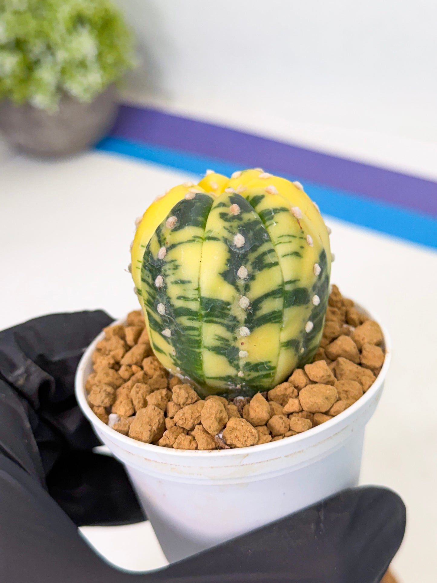 Astrophytum Var (at1) (r3) | From Taiwan