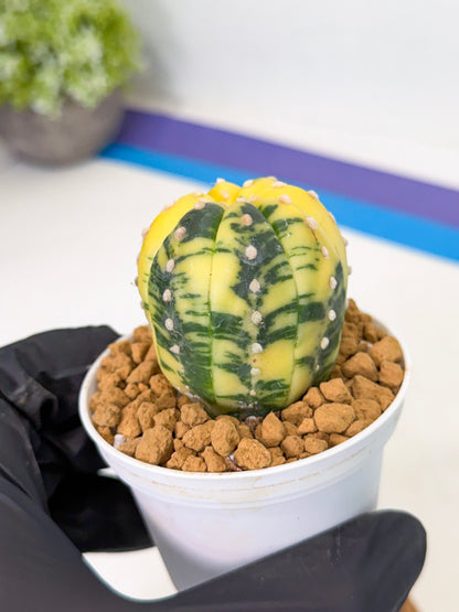 Astrophytum Var (at1) (r3) | From Taiwan