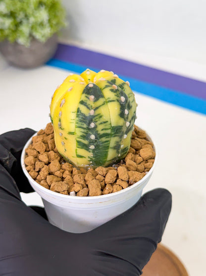 Astrophytum Var (at1) (r3) | From Taiwan