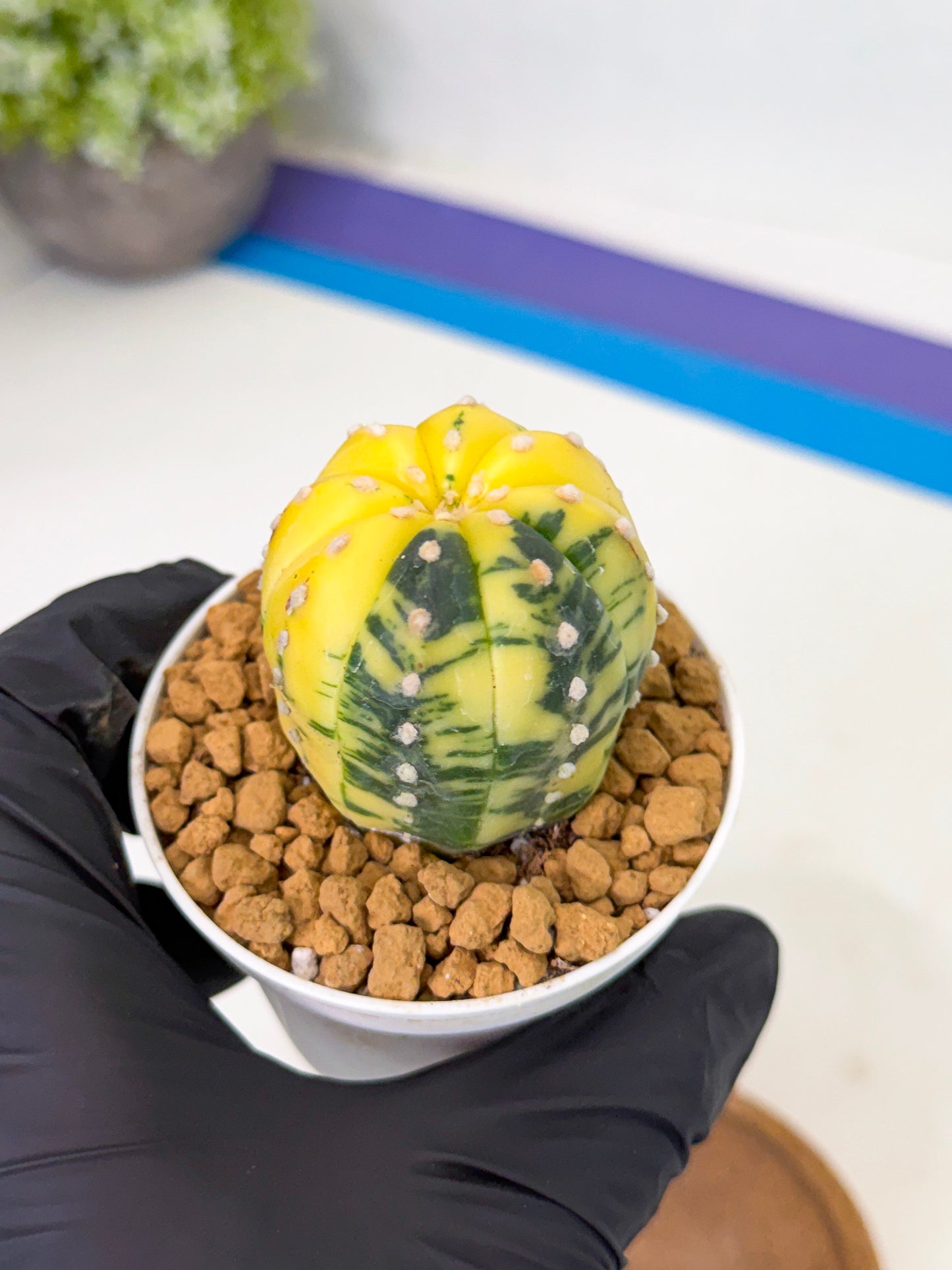 Astrophytum Var (at1) (r3) | From Taiwan