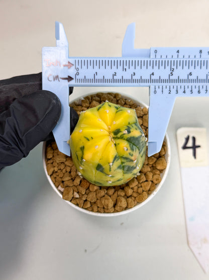 Astrophytum Var (at1) (r4) | From Taiwan