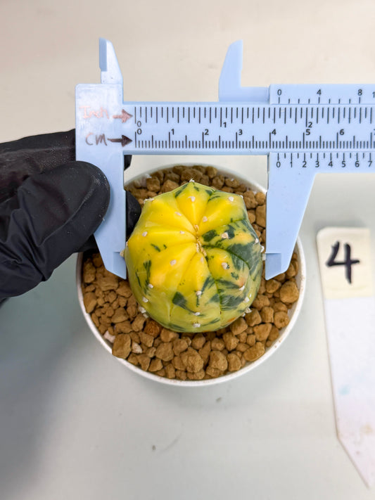 Astrophytum Var (at1) (r4) | From Taiwan