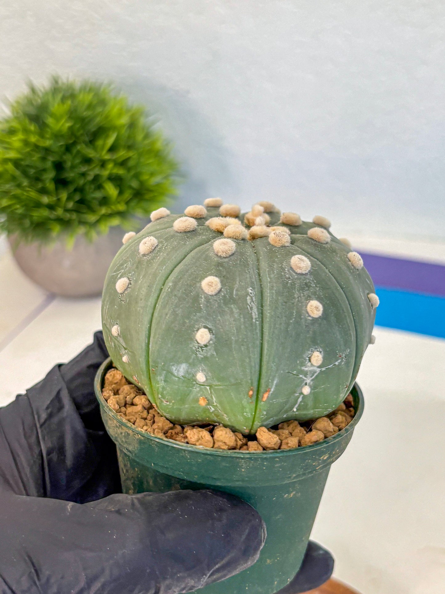 Astrophytum Oobito Nudum (at9) (17) | Cactus Plant