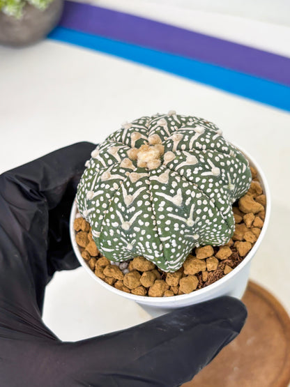 Astrophytum Star Shape (at2) (g4) | Japanese Import