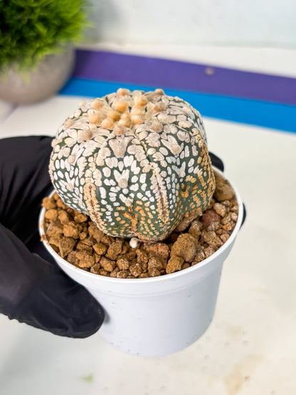 Astrophytum V-Type (at5) (y7) | Rare imported Plant