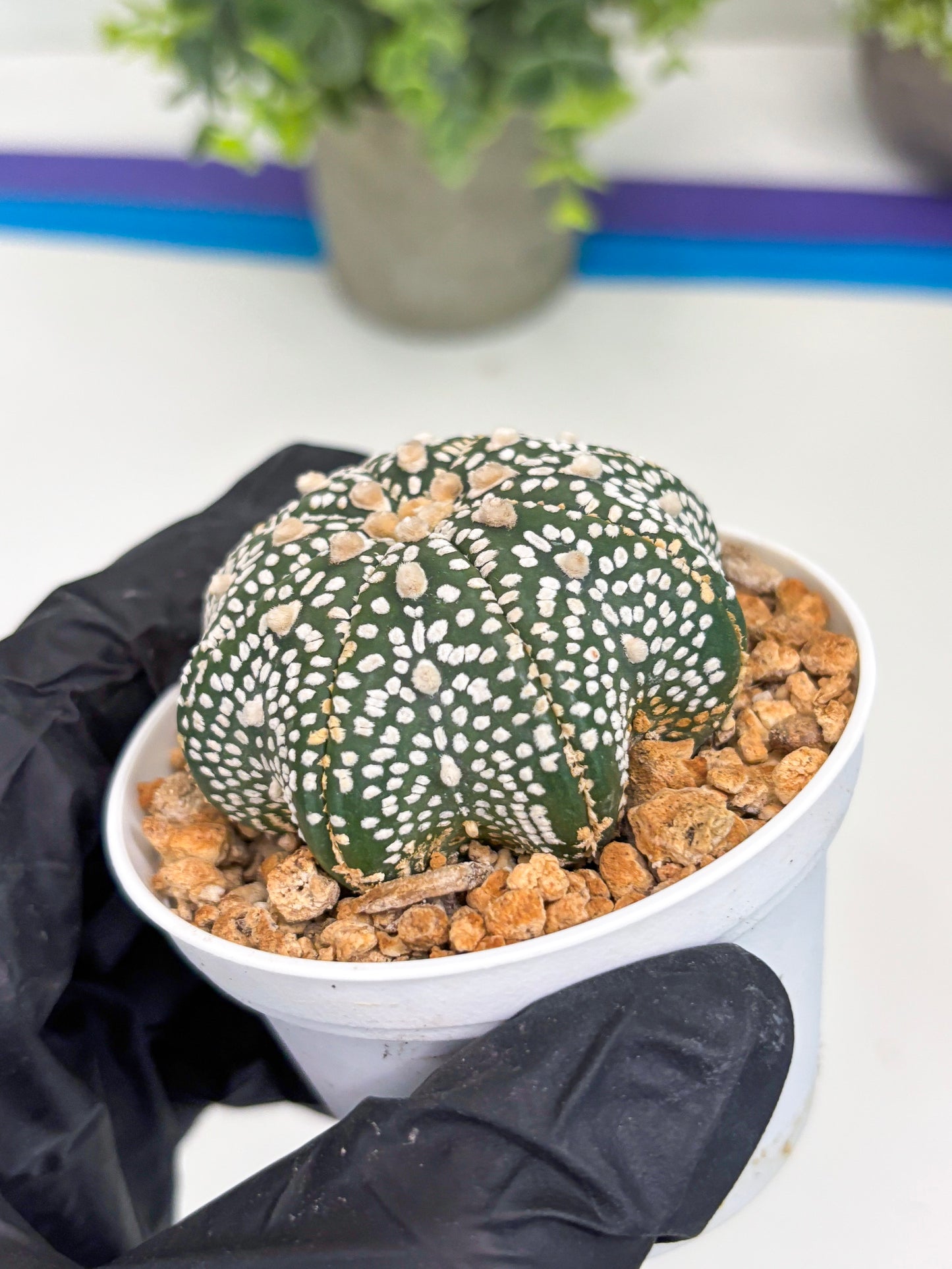 Astrophytum Star Shape (t3) (r7) | 3" Pot