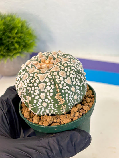 Astrophytum V Type (at2) (17) | Live Plant | Rare Collection