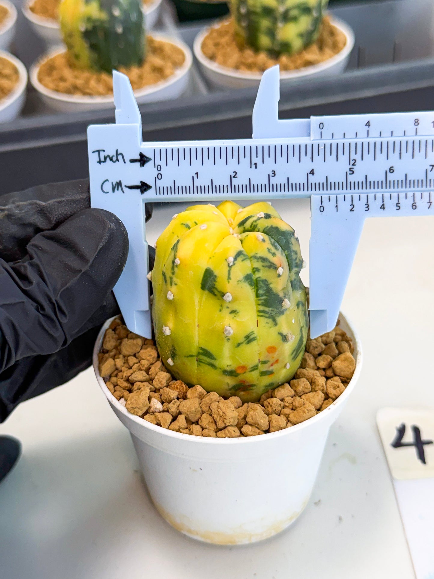 Astrophytum Var (at1) (r4) | From Taiwan