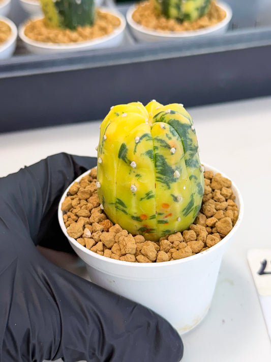 Astrophytum Var (at1) (r4) | From Taiwan
