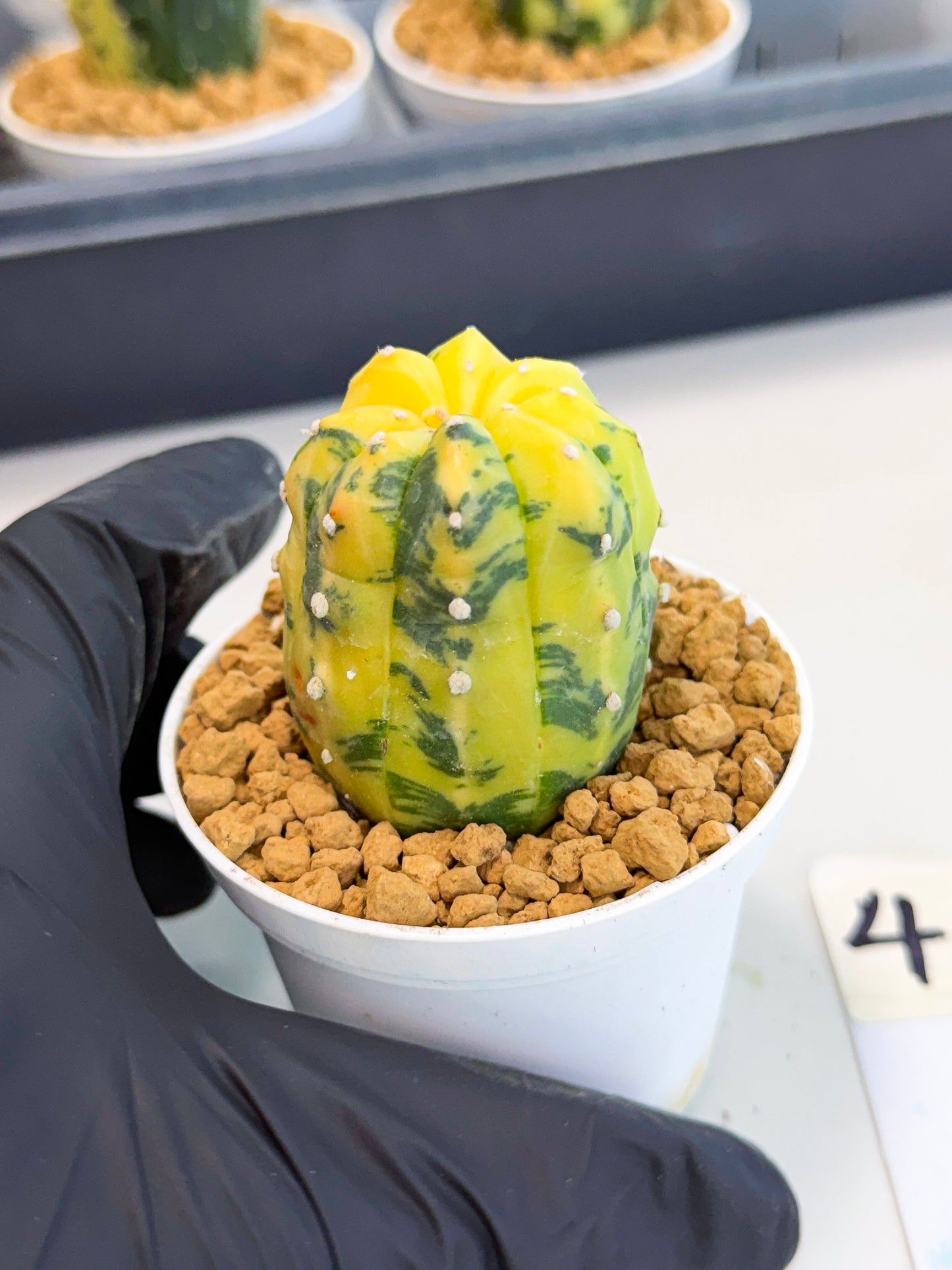 Astrophytum Var (at1) (r4) | From Taiwan