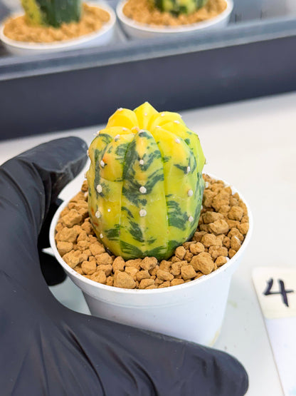 Astrophytum Var (at1) (r4) | From Taiwan