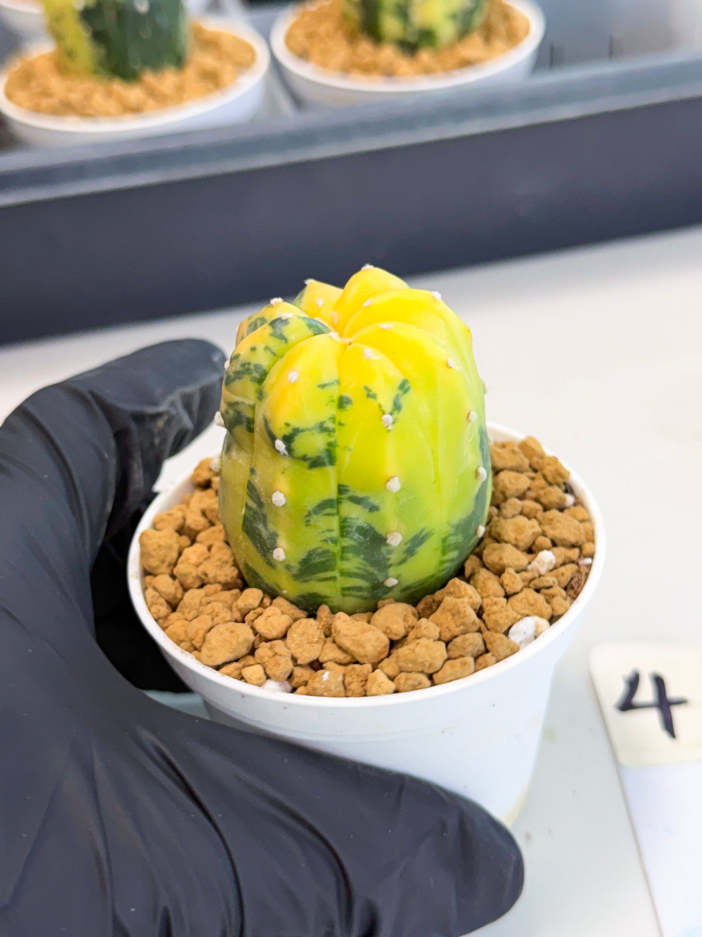 Astrophytum Var (at1) (r4) | From Taiwan