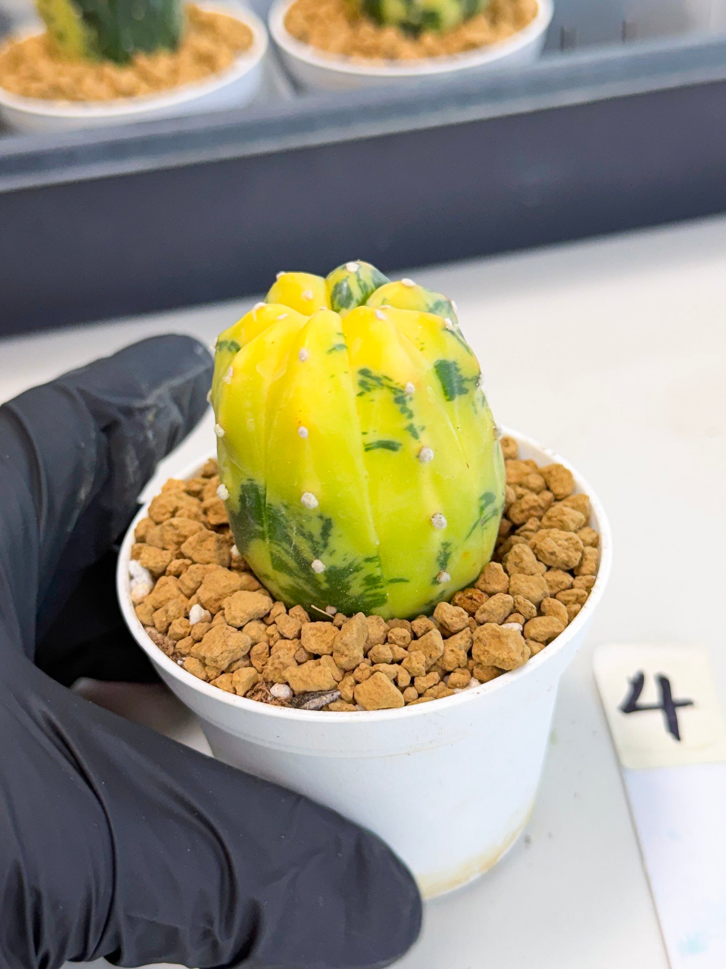 Astrophytum Var (at1) (r4) | From Taiwan