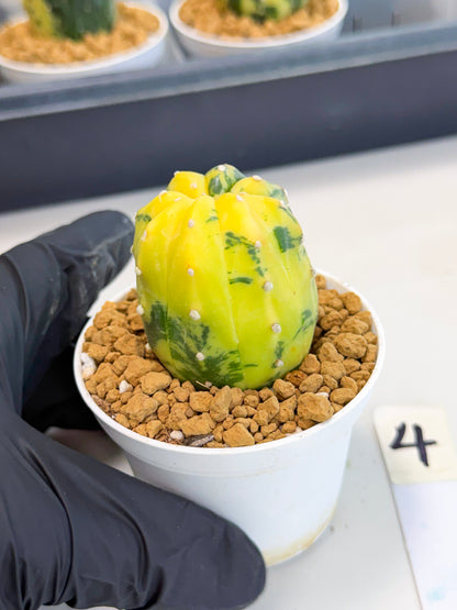 Astrophytum Var (at1) (r4) | From Taiwan