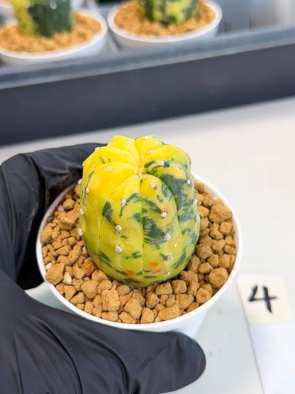 Astrophytum Var (at1) (r4) | From Taiwan