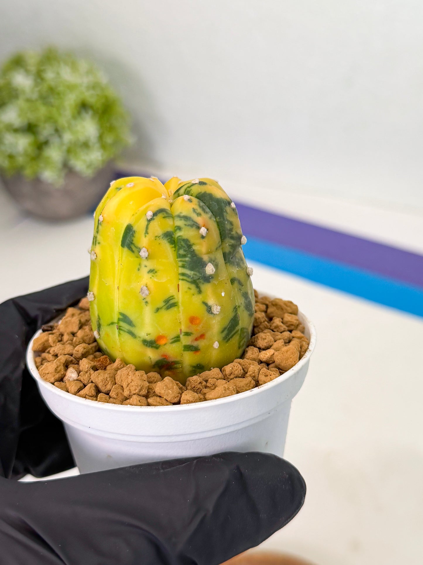 Astrophytum Var (at1) (r4) | From Taiwan