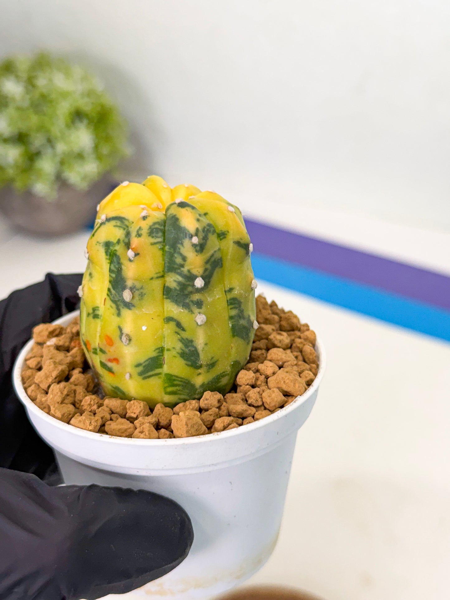 Astrophytum Var (at1) (r4) | From Taiwan