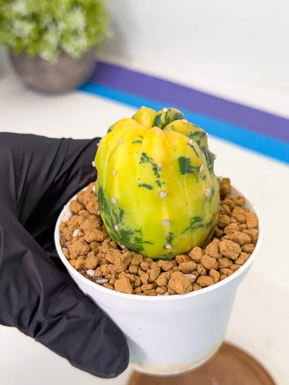 Astrophytum Var (at1) (r4) | From Taiwan