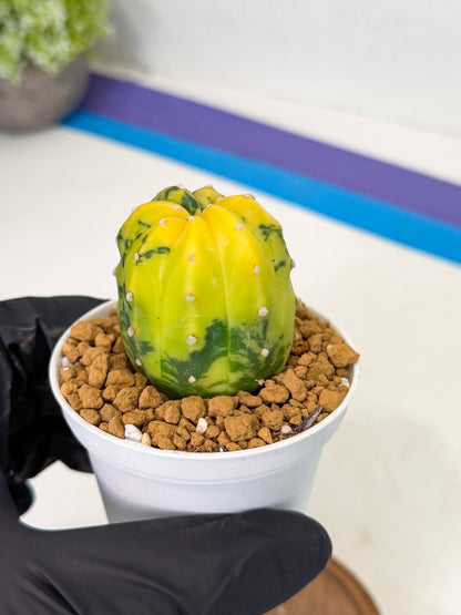 Astrophytum Var (at1) (r4) | From Taiwan