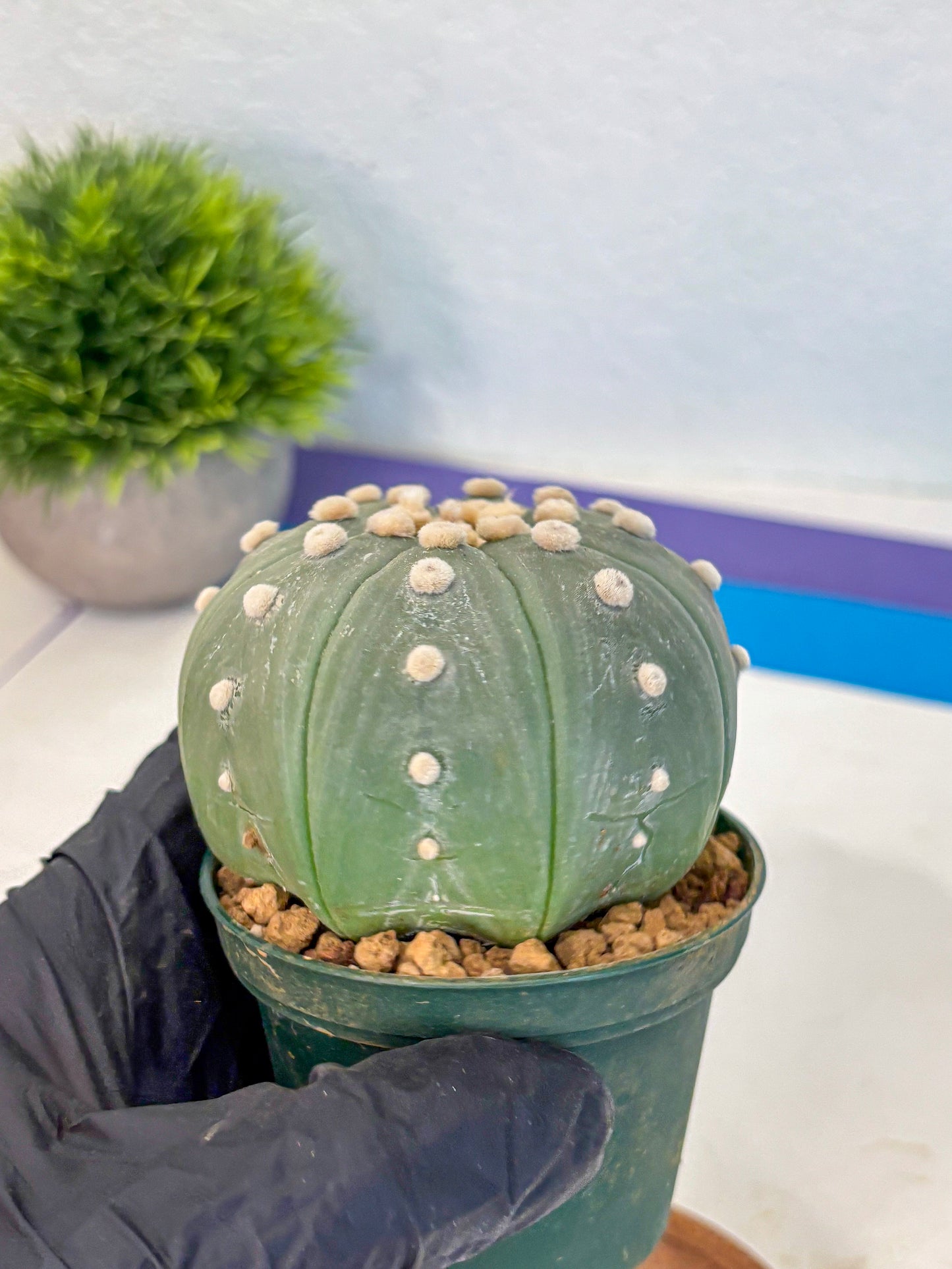 Astrophytum Oobito Nudum (at9) (17) | Cactus Plant